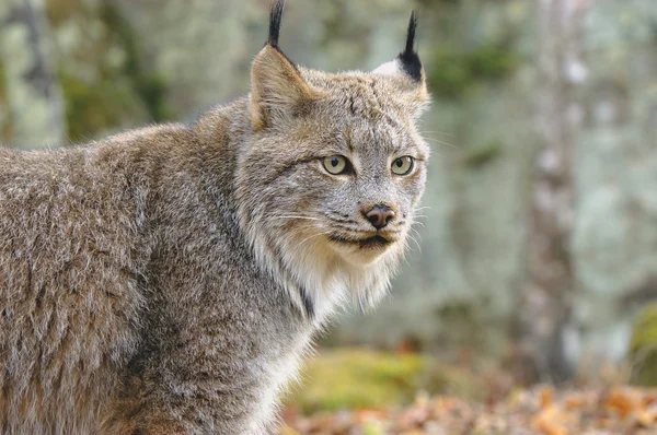 Lince en el bosque — Foto de Stock