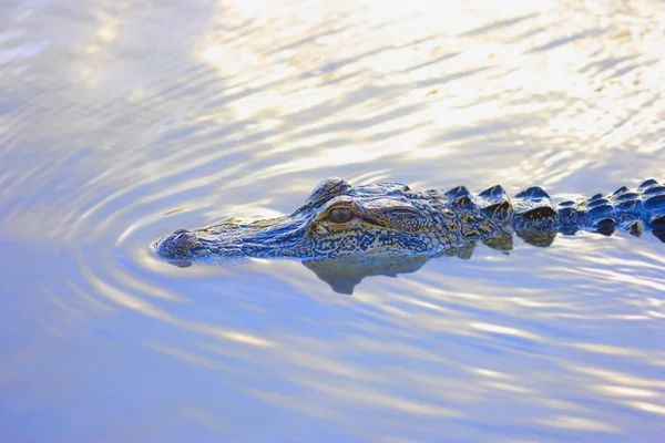 Аллигатор пикирует с водой — стоковое фото