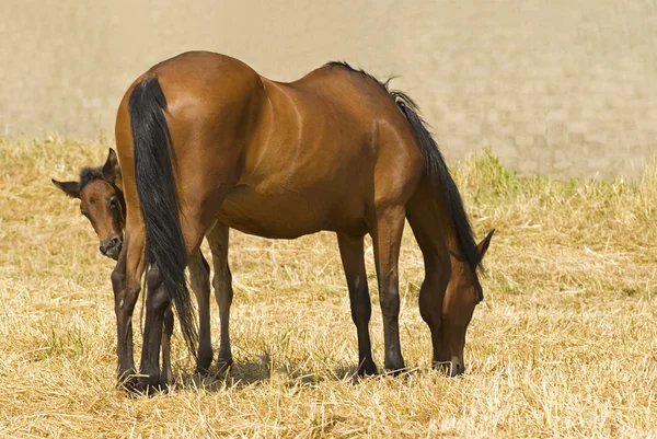 馬と子馬の給餌 — ストック写真