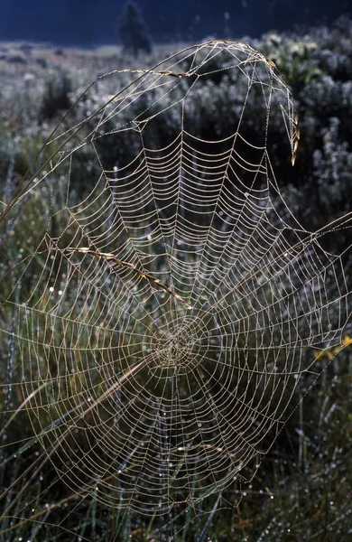 Tau-bedeckte Spinnennetze — Stockfoto