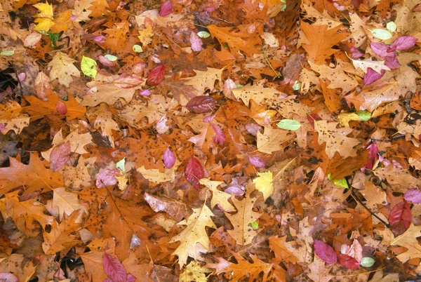 Herfstbladeren — Stockfoto