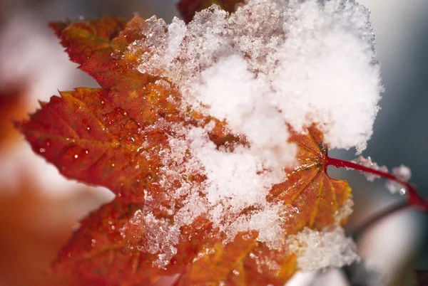 Nieve en hoja de arce —  Fotos de Stock