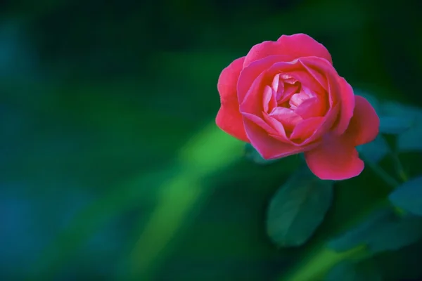Róża zbliżenie — Zdjęcie stockowe