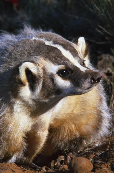 Badger — Stock Photo, Image