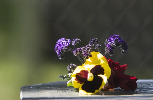 Flowers On Ledge — Stock Photo, Image