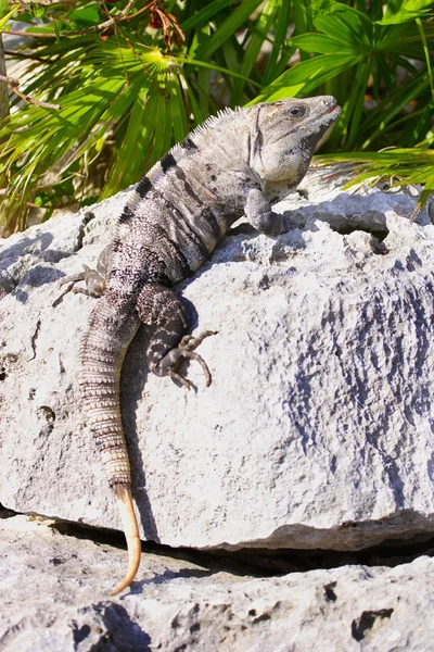 Bir kayaya sıkı bir iguana — Stok fotoğraf