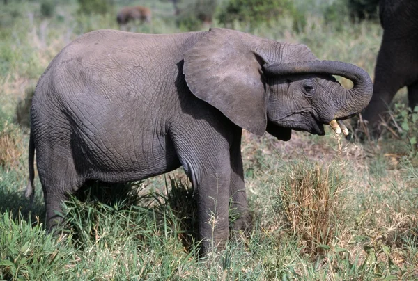 Vitelo elefante — Fotografia de Stock