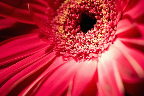 Gerbera bloem — Stockfoto