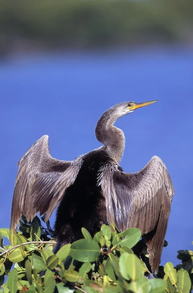 Ormhalsfåglar — Stockfoto