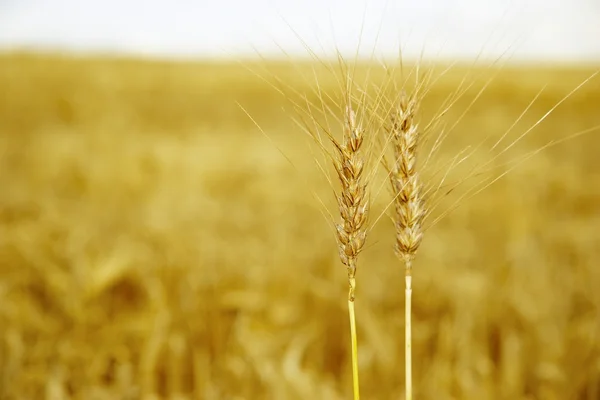 Teste di Grano — Foto Stock