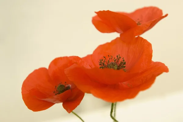 Amapolas rojas —  Fotos de Stock