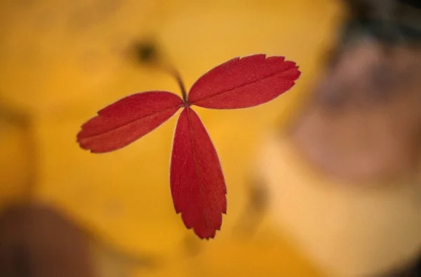 야생 딸기 식물 잎 — 스톡 사진