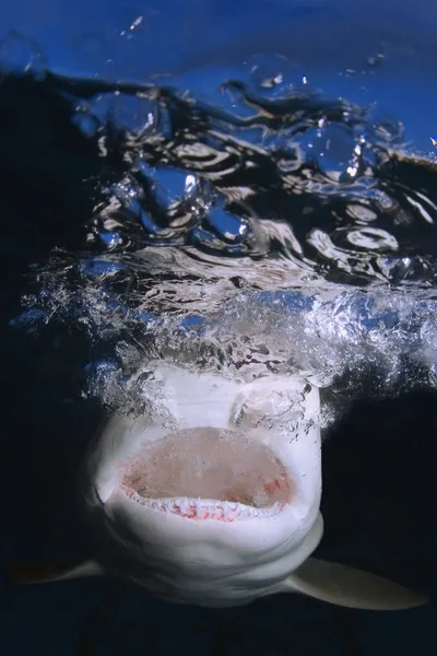 Žraločí čelisti a zuby — Stock fotografie