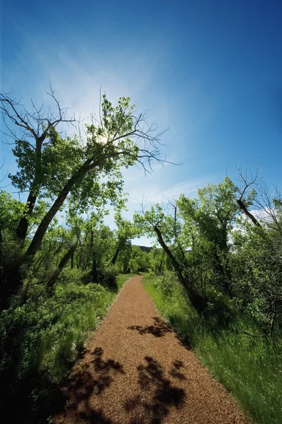 Chemin et arbres — Photo