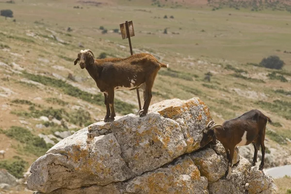 Vahşi keçiler — Stok fotoğraf