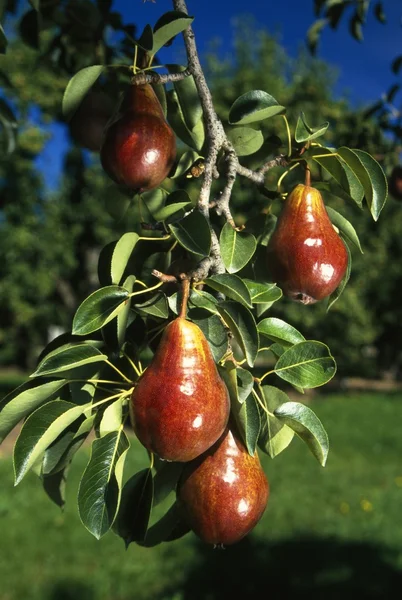 Pears On Tree — Stock Photo, Image