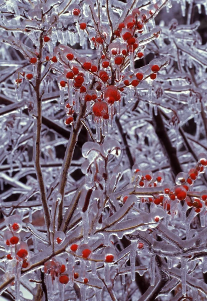 分枝具红色浆果、 详细、 复杂、 明亮、 冷、 脆弱、 阴冷的模式、 闪闪发光的冰 — 图库照片