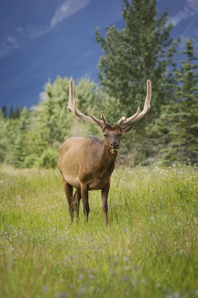 Portrait d'un animal sauvage — Photo