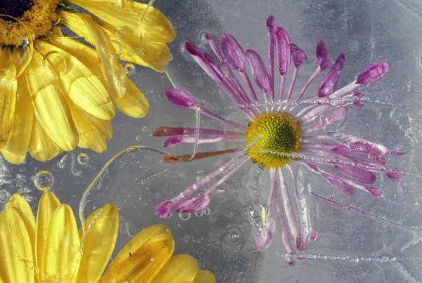 Flores de flor sob gelo — Fotografia de Stock