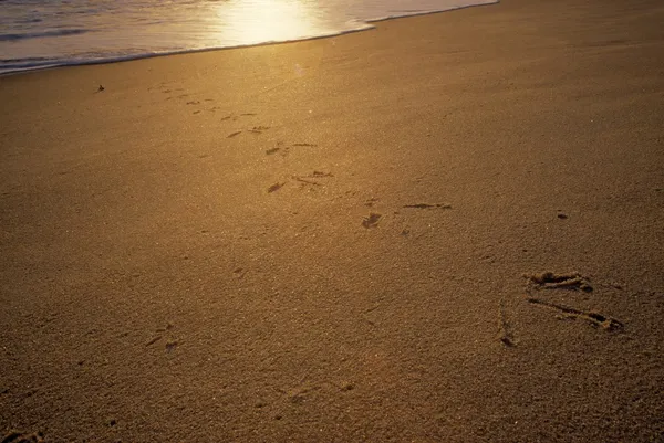 Reiherspuren im Sand am Strand — Stockfoto