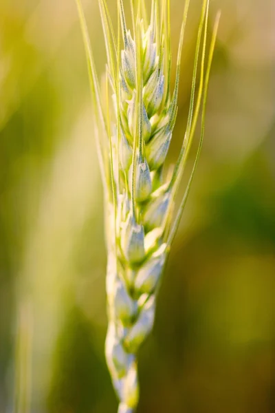 Chiusura del frumento pronto per il raccolto — Foto Stock