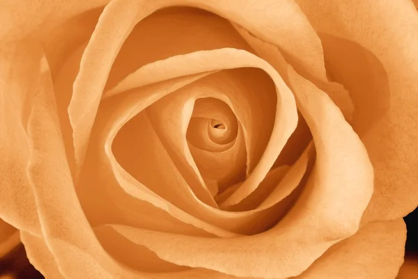 Orange Tea Rose — Stockfoto