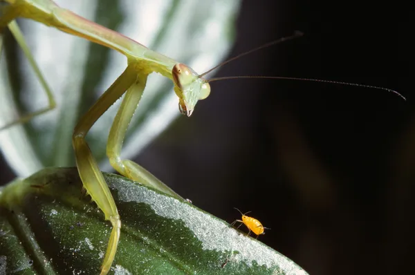 Praying mantis i mszyca — Zdjęcie stockowe