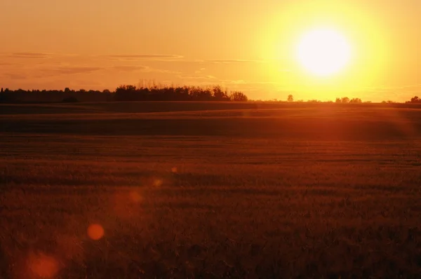 Захід сонця над пшеничних полях — стокове фото