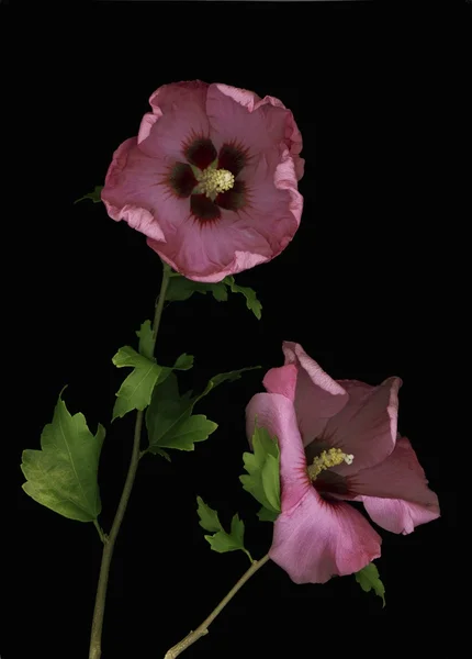 Ρόδινο hibiscus λουλούδια — Φωτογραφία Αρχείου