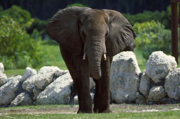 Elefant i rörelse — Stockfoto