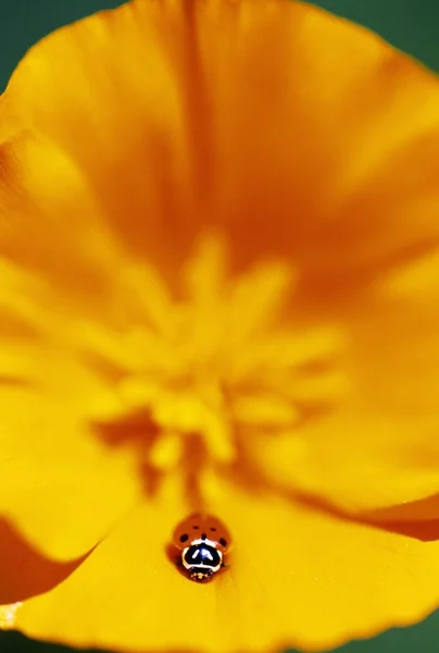 Lieveheersbeestje op poppy bloem petal — Stockfoto