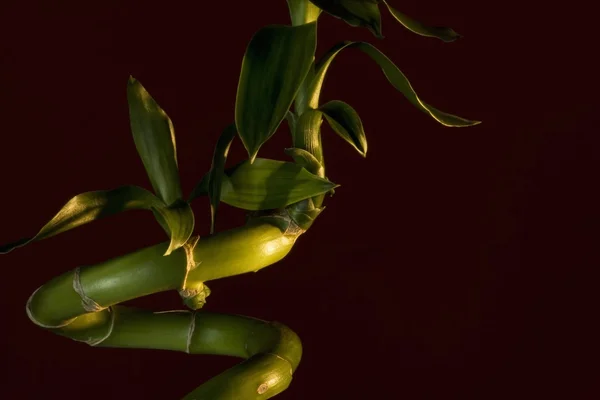 Haste de bambu — Fotografia de Stock