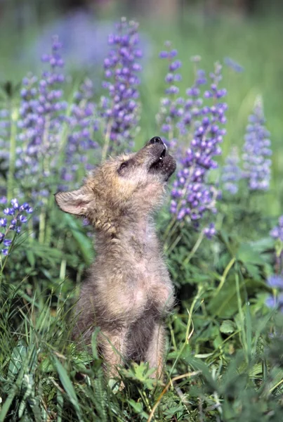 Lobo cachorro aullando — Foto de Stock