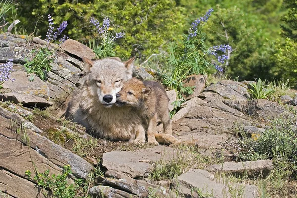 Wolf Cubs And Mother At Den Site — Stock Photo, Image