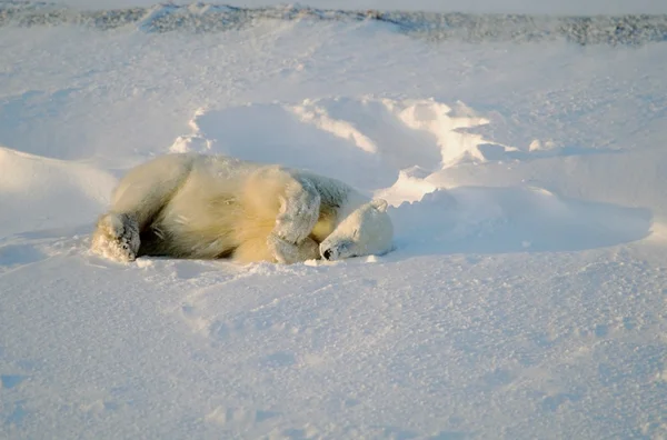 Isbjörn sover i snö — Stockfoto