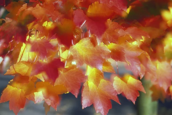 Осенний цвет листьев кленового дерева — стоковое фото