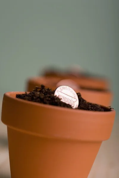 Pennies Growing In Pots — Stock Photo, Image