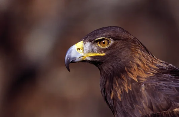 Portrét golden eagle — Stock fotografie