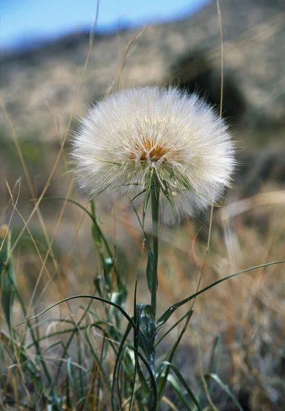 Salsify Flower — Stock Photo, Image