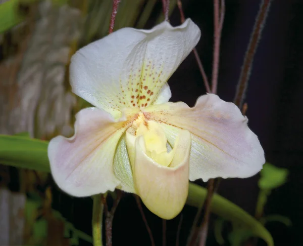 Orkidé paphiopedilum — Stockfoto