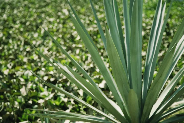 Pointes de plantes vertes — Photo