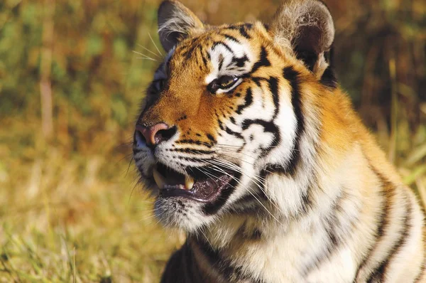 Tiger Head Shot — Stock Photo, Image
