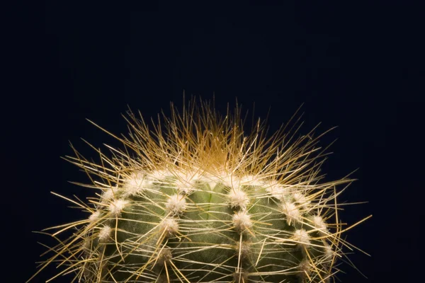 Ein Kaktus mit großen Schutznadeln — Stockfoto