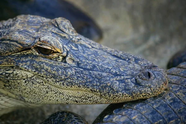 Portret aligator — Zdjęcie stockowe