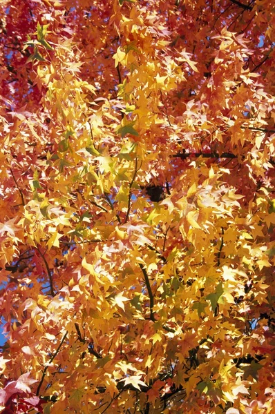 Cores de outono em folhas de árvore — Fotografia de Stock