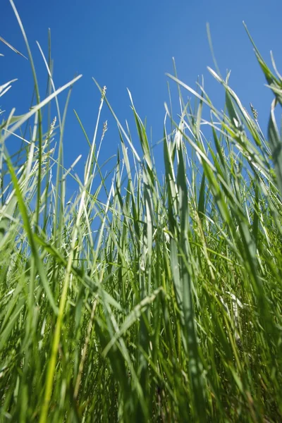 Erba di grano — Foto Stock