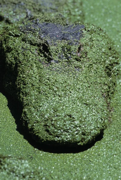 Amerikanischer Alligator mit Wasserlinsen bedeckt — Stockfoto