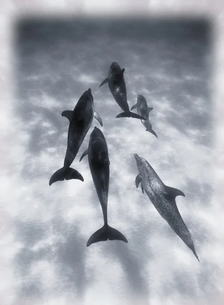 Atlantik skvrnitý delfín — Stock fotografie