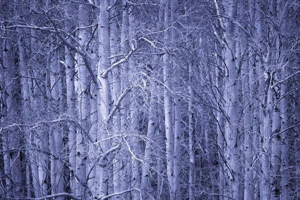Bosque azul — Foto de Stock