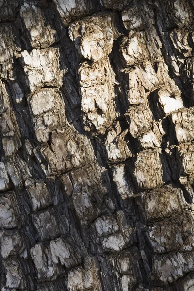 Corteccia su alligatore ginepro albero — Foto Stock